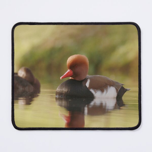 Item preview, Posing pochard designed and sold by miradorpictures.