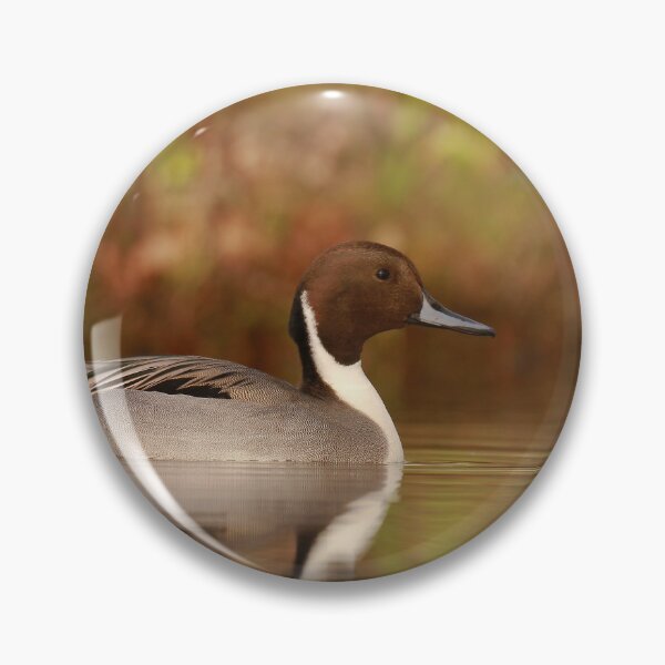 Item preview, Pintail pose  designed and sold by miradorpictures.