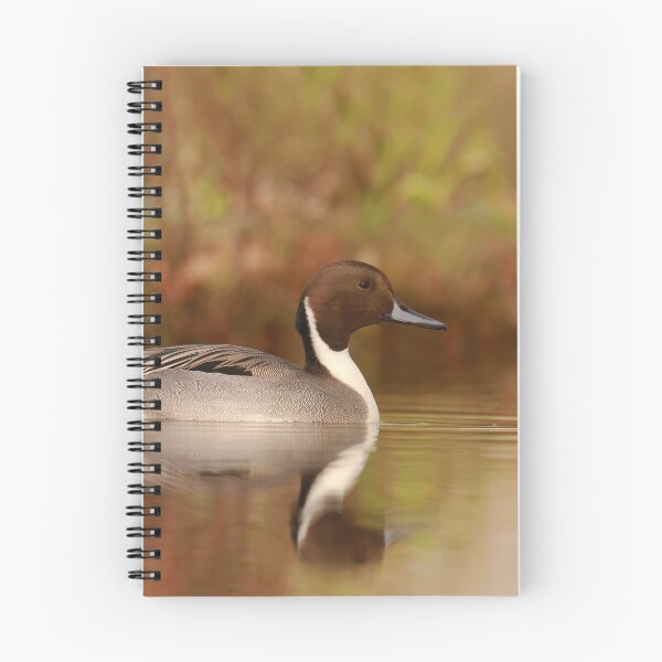 Item preview, Pintail pose  designed and sold by miradorpictures.