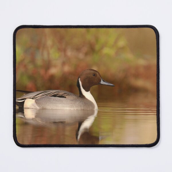 Item preview, Pintail pose  designed and sold by miradorpictures.