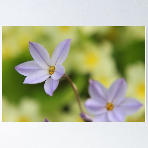 Item preview, A sign of Spring designed and sold by miradorpictures.