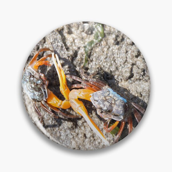 Item preview, Orange fiddler crabs, Gelasimus vocans designed and sold by Zosimus.