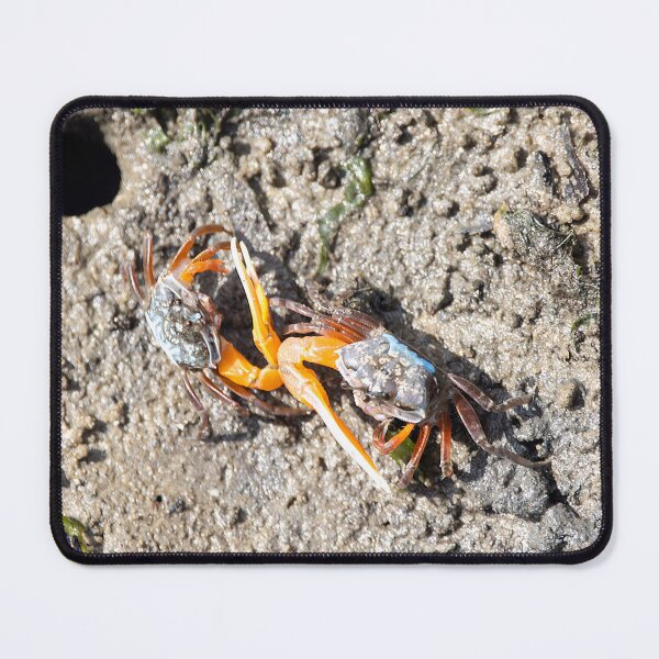 Item preview, Orange fiddler crabs, Gelasimus vocans designed and sold by Zosimus.