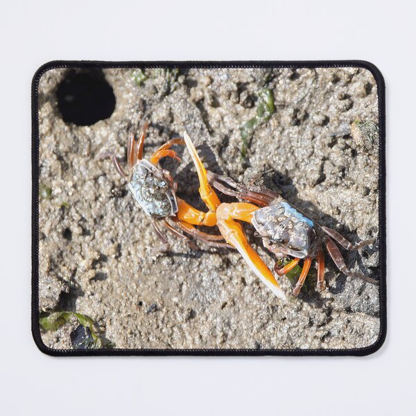 Item preview, Orange fiddler crabs, Gelasimus vocans designed and sold by Zosimus.
