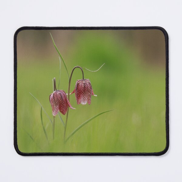 Item preview, Fabulous Fritillaries designed and sold by miradorpictures.