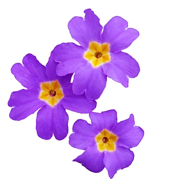 Artwork thumbnail, Spring Sprung by Manitarka