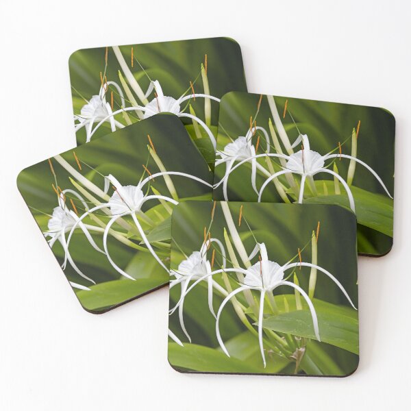 Item preview, Beach spider lily, Hymenocallis littoralis designed and sold by Zosimus.