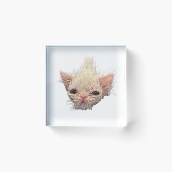 Item preview, wisp the cat - skrunkly face designed and sold by paigenf.