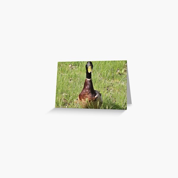 Mallard Duck in the Summer Sun Greeting Card