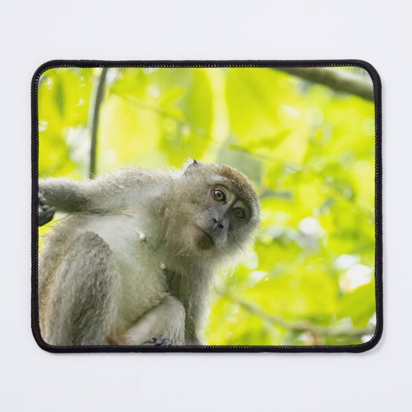 Item preview, Crab-eating macaque, Macaca fascicularis, in a tree designed and sold by Zosimus.