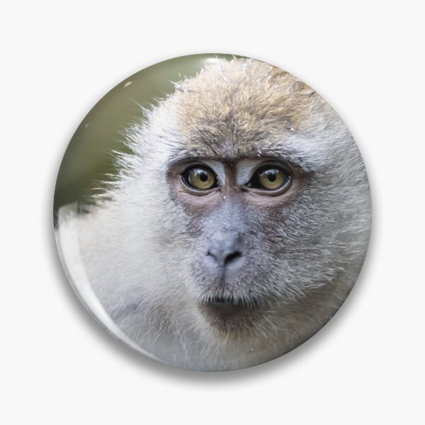 Item preview, Crab-eating macaque, Macaca fascicularis, in a tree designed and sold by Zosimus.