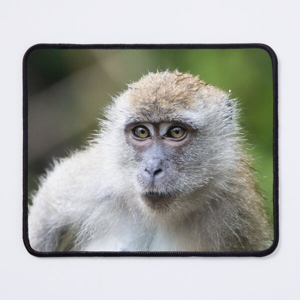 Item preview, Crab-eating macaque, Macaca fascicularis, in a tree designed and sold by Zosimus.