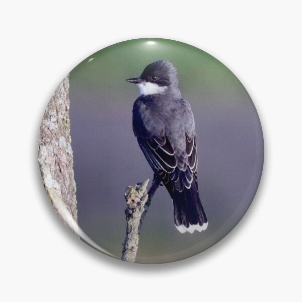 Item preview, Eastern King Bird: Tiny ruler, big attitude  designed and sold by BirdsBugsBeyond.