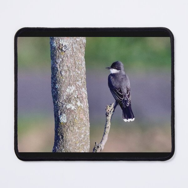 Item preview, Eastern King Bird: Tiny ruler, big attitude designed and sold by BirdsBugsBeyond.