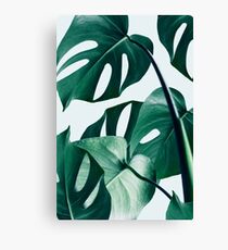 Monstera #redbubble #artprints Canvas Print