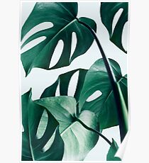Monstera #redbubble #artprints Poster