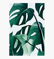 Monstera #redbubble #artprints Photographic Print