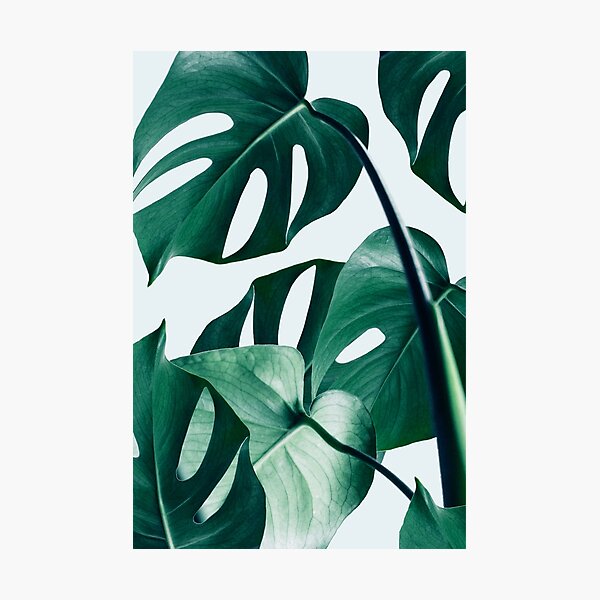 Monstera #redbubble #artprints Photographic Print