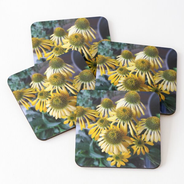 Item preview, echinacea 1123 designed and sold by Firstbloom.
