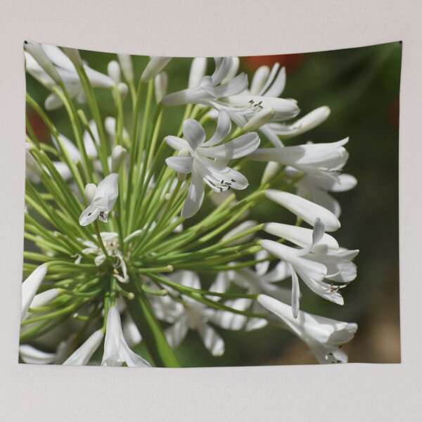 Item preview, Agapanthus designed and sold by okomedesign.