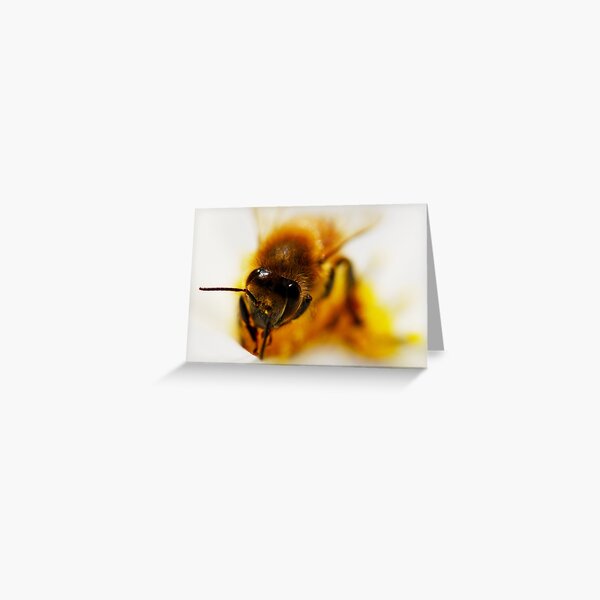 Bee on Cosmos Greeting Card