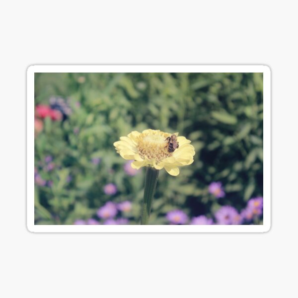 Honeybee on Yellow Flower Sticker