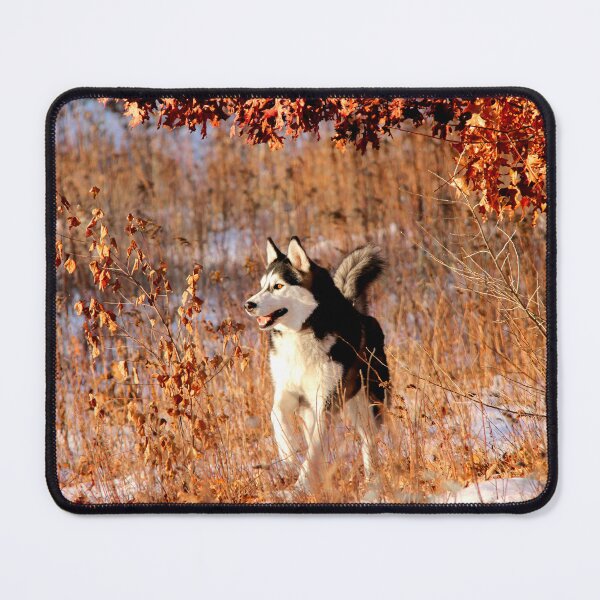 Item preview, Majestic Husky with Matching Eye Color to Autumn Leaves designed and sold by myhuskymax.