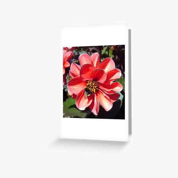 The Bee Greeting Card
