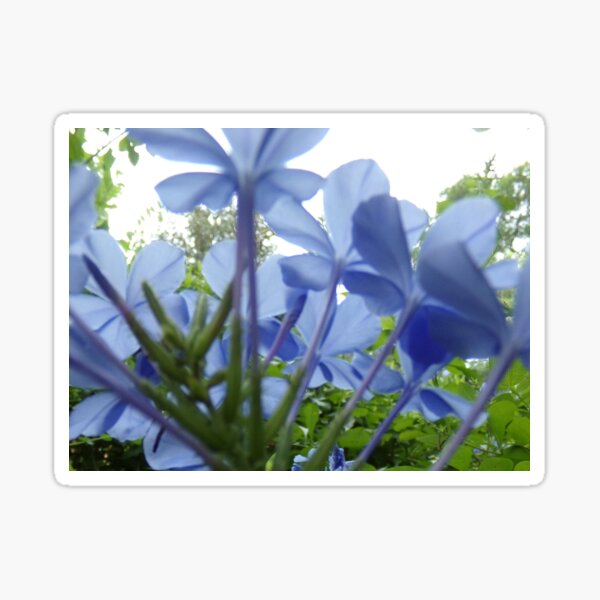 Underneath Blue Flowers Sticker