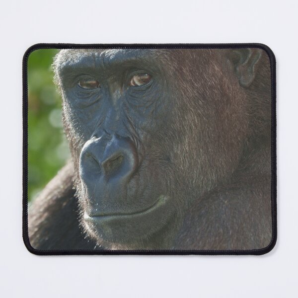Item preview, Shufai from Twycross Zoo designed and sold by rawshutterbug.