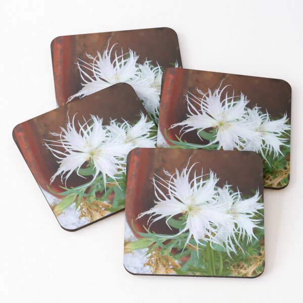 Item preview, WHITE '' GHOST' '' DIANTHUS designed and sold by artist4peace.