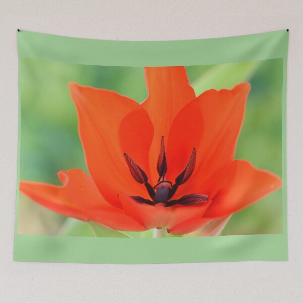 Item preview, Tulipa praestans  'Van Tubergen's Variety'  Miscellaneous tulip designed and sold by Chris Burrows.