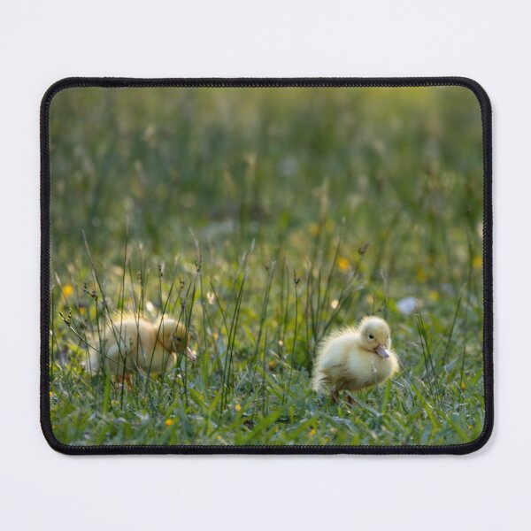 Item preview, Ducklings in the grass designed and sold by LJT-Photography.