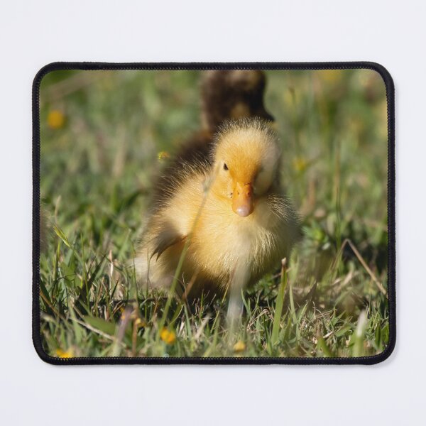 Item preview, Baby Duck designed and sold by LJT-Photography.