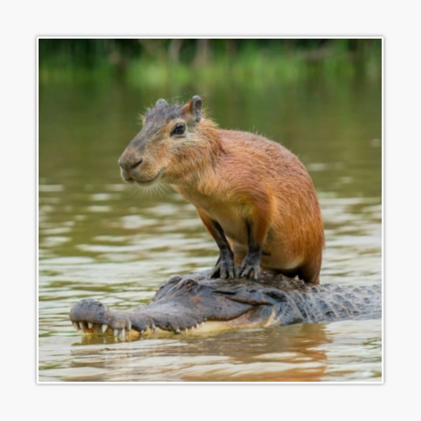 Capybara crocodile Design' Sticker