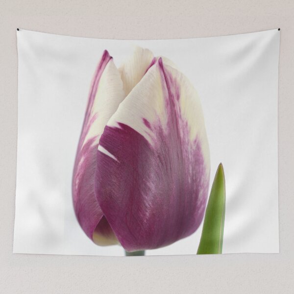 Item preview, Tulipa  'Zurel'   Triumph Group Tulip  designed and sold by Chris Burrows.