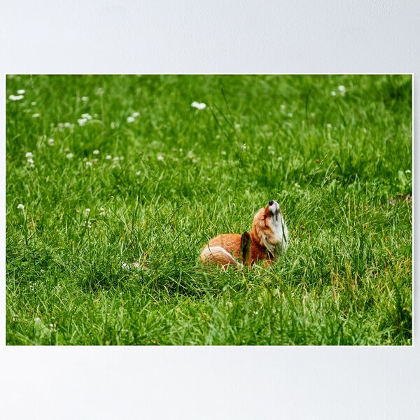 Item preview, Fox in the grass designed and sold by Eidetic Photos.