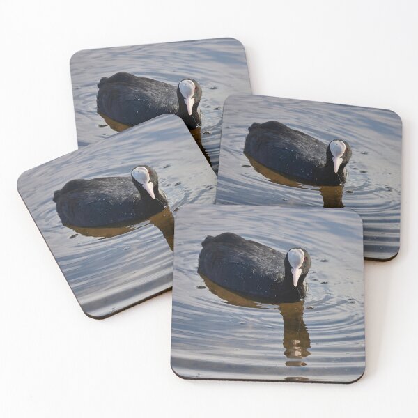 Item preview, Eurasian Coot designed and sold by Eidetic Photos.