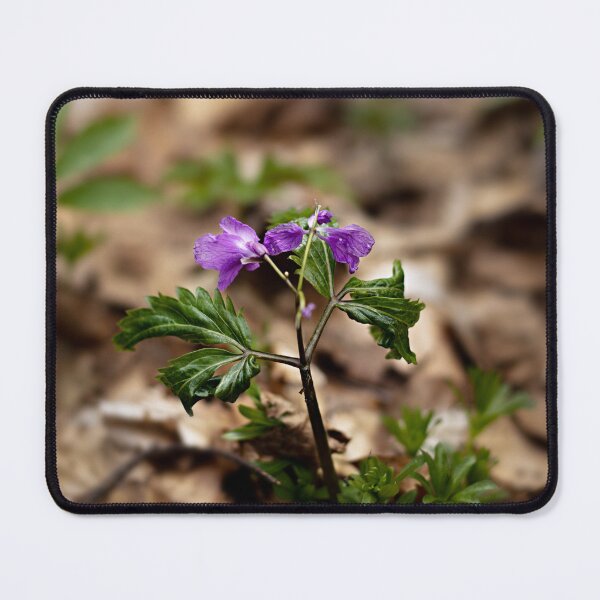 Item preview, Enchanted Flower Hidden in the Woods designed and sold by Darius Vasilache.