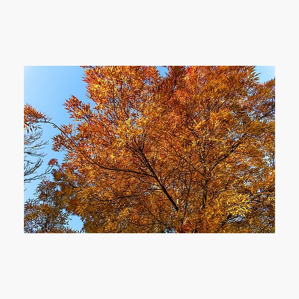 Item preview, Golden autumn leaves designed and sold by J-Brezy.