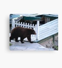 Cinnamon Bear Canvas Print