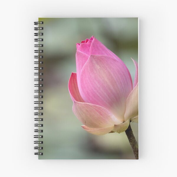 Item preview, Indian lotus, Nelumbo nucifera designed and sold by Zosimus.