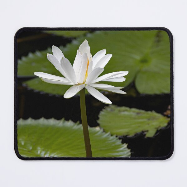Item preview, Flower of a white Egyptian lotus, Nymphaea lotus designed and sold by Zosimus.