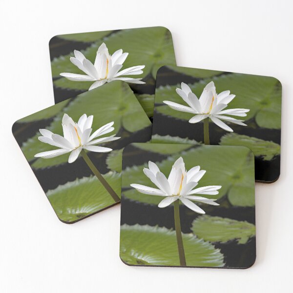 Item preview, Flower of a white Egyptian lotus, Nymphaea lotus designed and sold by Zosimus.