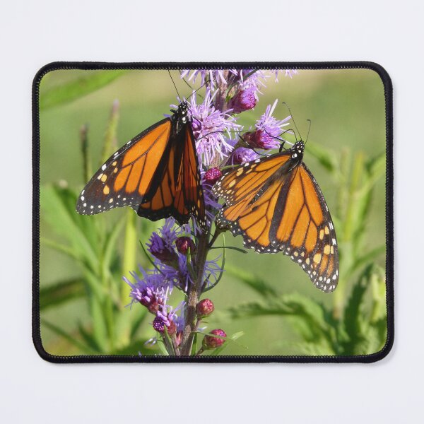 Item preview, Monarch butterflies enjoy Prairie Blazing Star  designed and sold by GardenOfPeace.