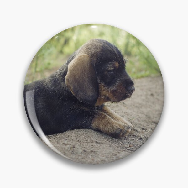 Item preview, Dachshund puppy stretching his back and enjoying summer designed and sold by riku05830.