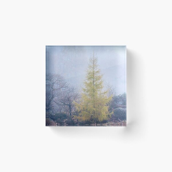 Item preview, The Larch Ascending designed and sold by AnitaNicholson.