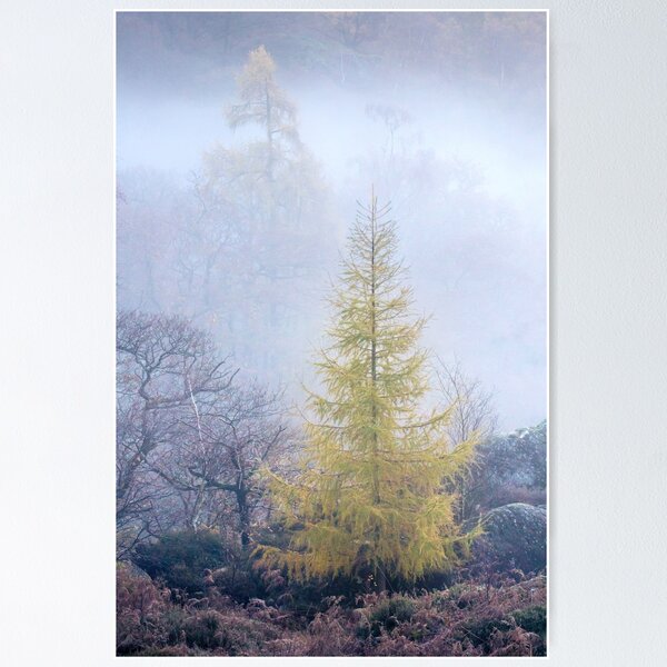Item preview, The Larch Ascending designed and sold by AnitaNicholson.