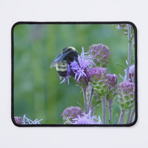 Item preview, American Bumblebee  designed and sold by GardenOfPeace.