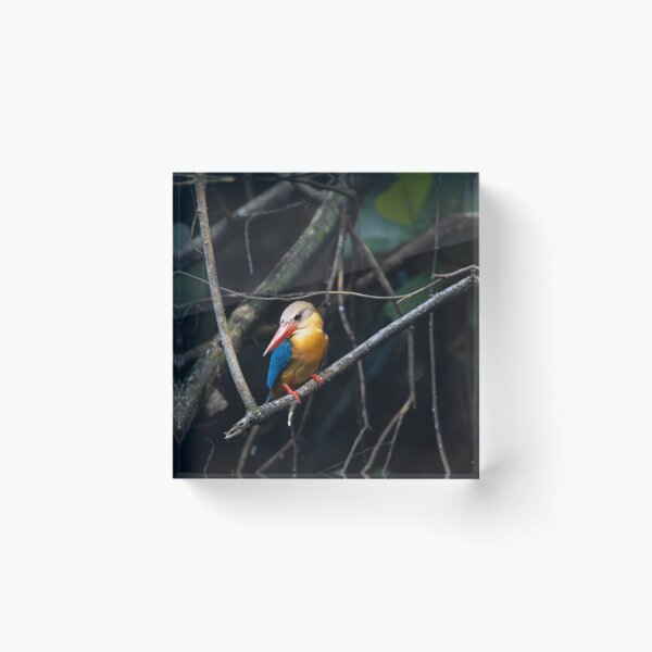 Item preview, Stork billed kingfisher, Pelargopsis capensis designed and sold by Zosimus.